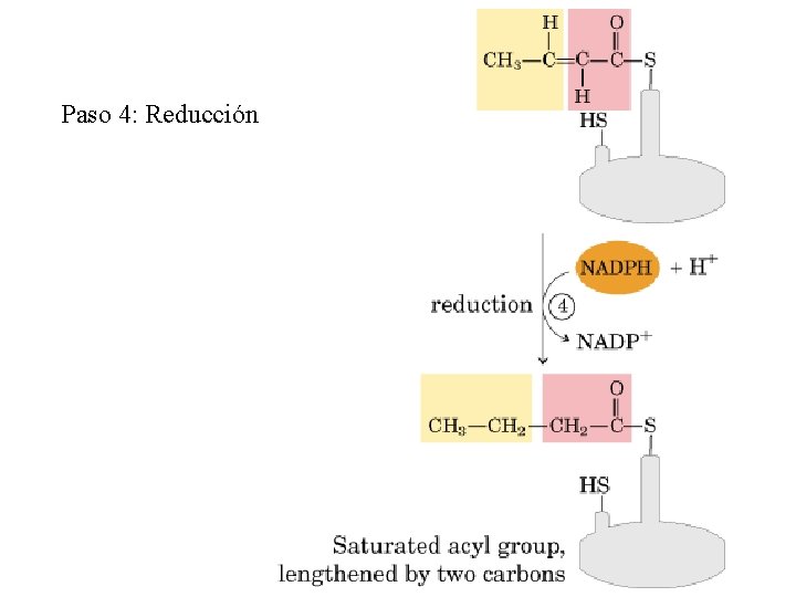 Paso 4: Reducción 
