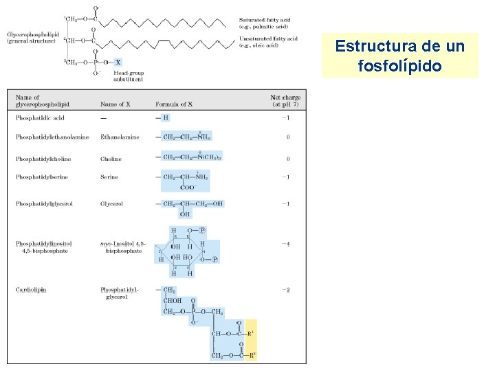 Estructura de un fosfolípido 