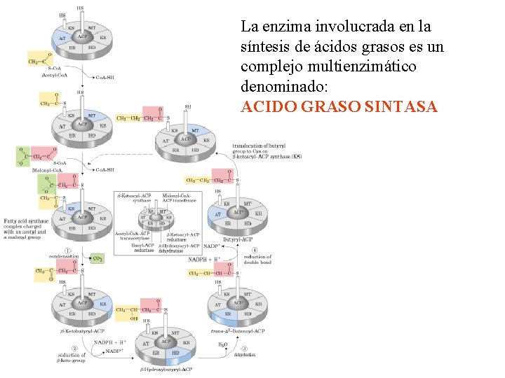 La enzima involucrada en la síntesis de ácidos grasos es un complejo multienzimático denominado: