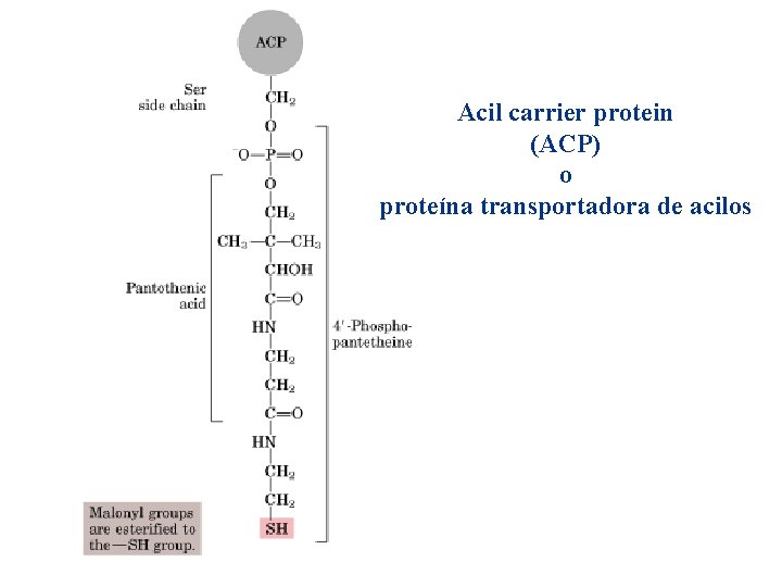 Acil carrier protein (ACP) o proteína transportadora de acilos 