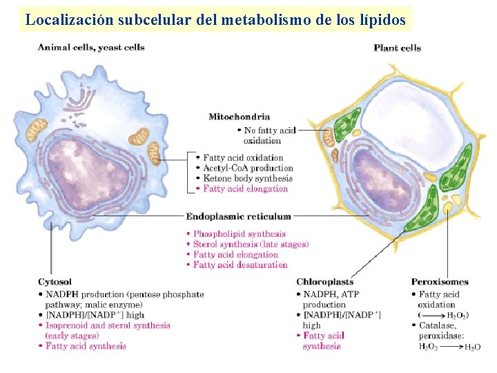 Localización subcelular del metabolismo de los lípidos 