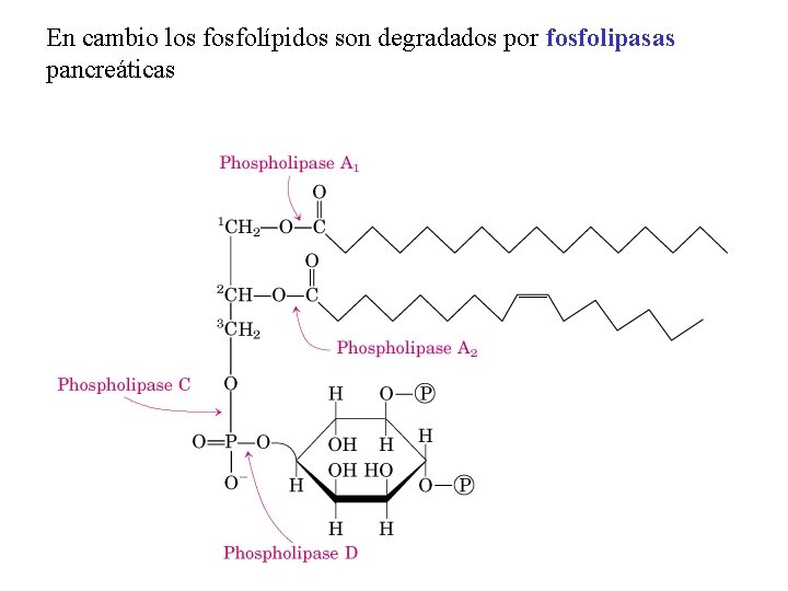 En cambio los fosfolípidos son degradados por fosfolipasas pancreáticas 