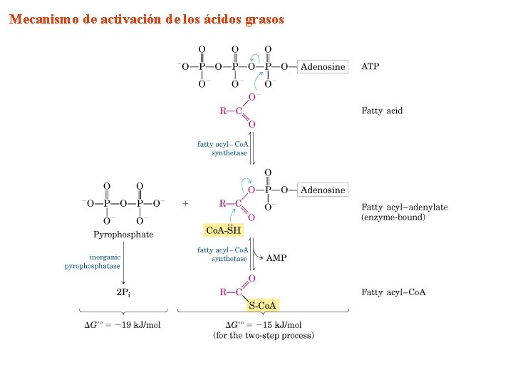 Mecanismo de activación de los ácidos grasos 