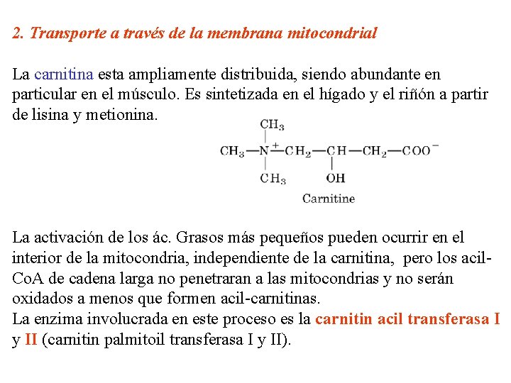 2. Transporte a través de la membrana mitocondrial La carnitina esta ampliamente distribuida, siendo