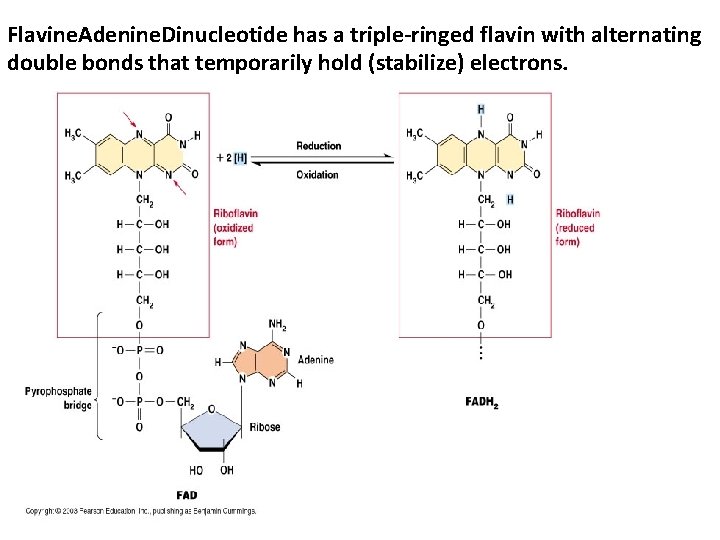 Flavine. Adenine. Dinucleotide has a triple-ringed flavin with alternating double bonds that temporarily hold