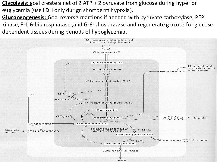 Glycolysis: goal create a net of 2 ATP + 2 pyruvate from glucose during