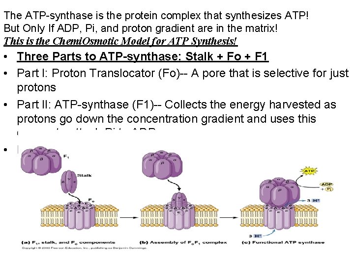 The ATP-synthase is the protein complex that synthesizes ATP! But Only If ADP, Pi,