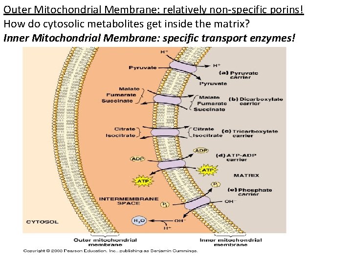 Outer Mitochondrial Membrane: relatively non-specific porins! How do cytosolic metabolites get inside the matrix?