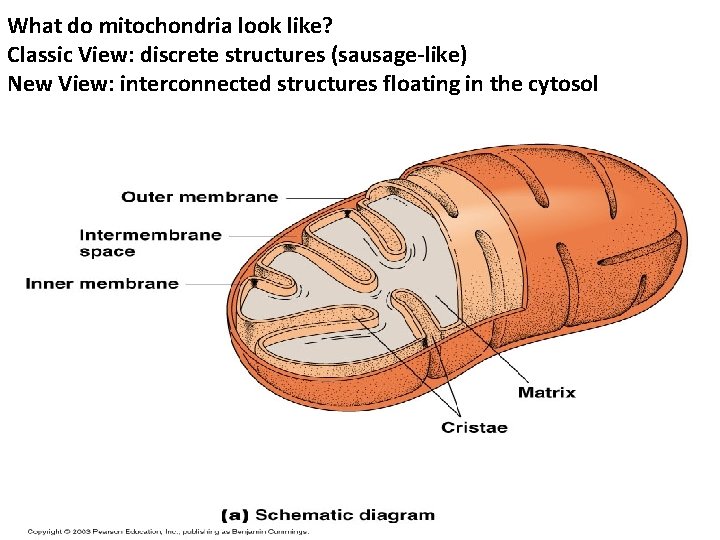 What do mitochondria look like? Classic View: discrete structures (sausage-like) New View: interconnected structures