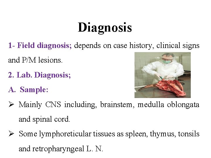 Diagnosis 1 - Field diagnosis; depends on case history, clinical signs and P/M lesions.