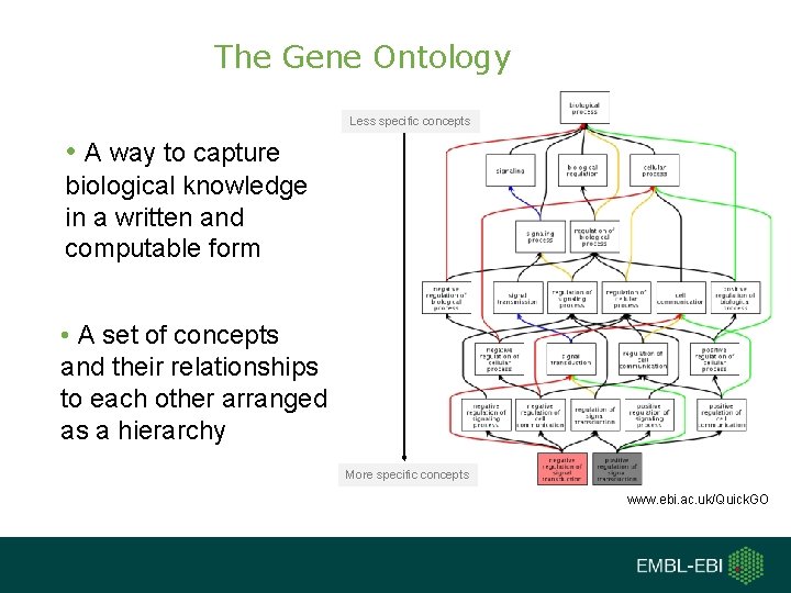 The Gene Ontology Less specific concepts • A way to capture biological knowledge in
