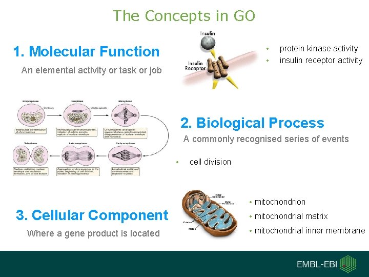 The Concepts in GO 1. Molecular Function • • An elemental activity or task