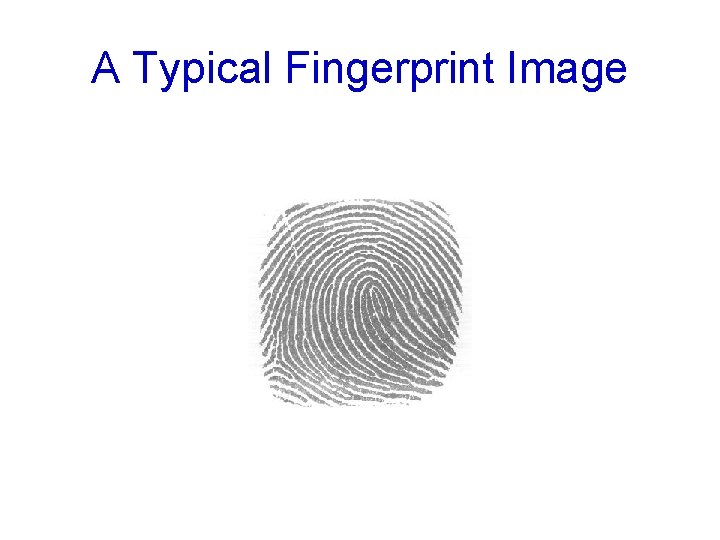 A Typical Fingerprint Image 