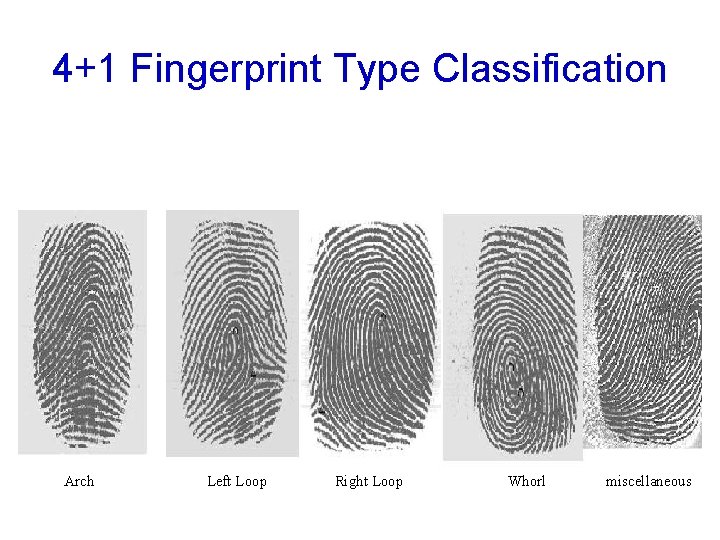 4+1 Fingerprint Type Classification Arch Left Loop Right Loop Whorl miscellaneous 