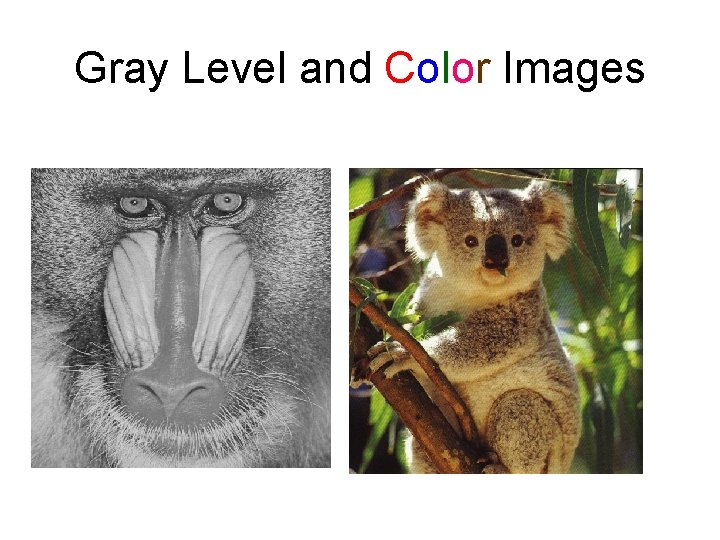 Gray Level and Color Images 