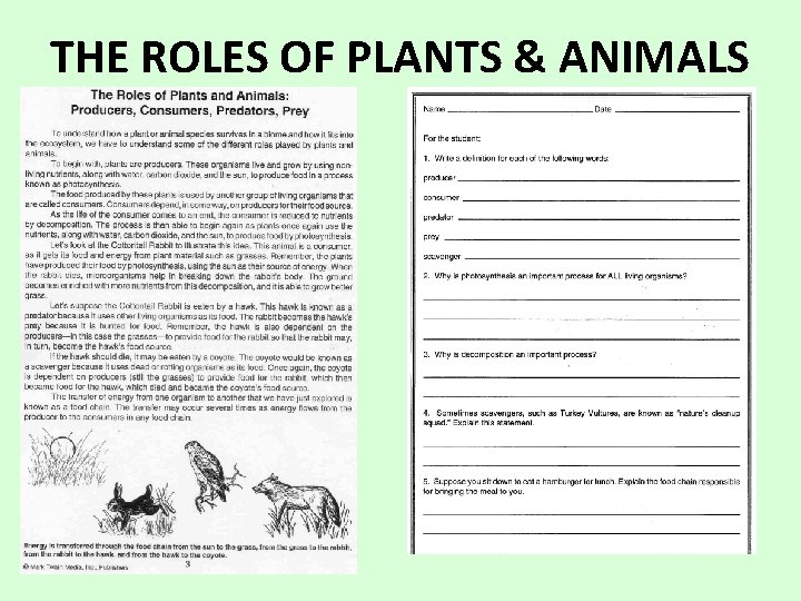 THE ROLES OF PLANTS & ANIMALS 