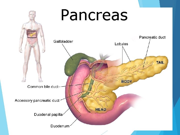 Pancreas 