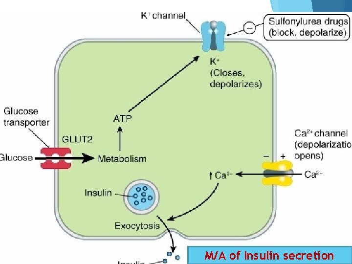 M/A of Insulin secretion 