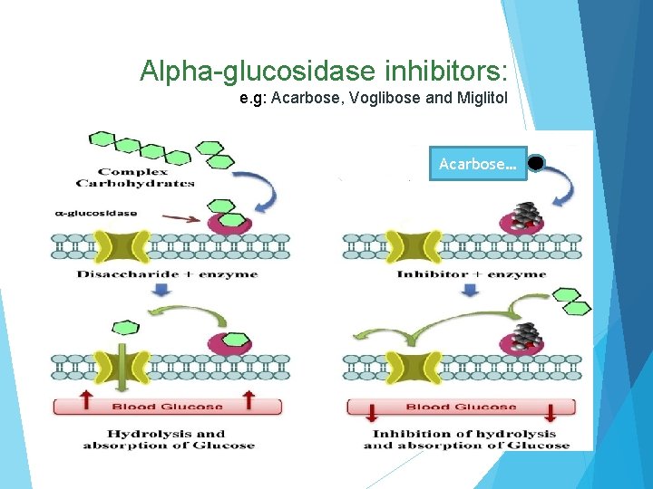  Alpha-glucosidase inhibitors: e. g: Acarbose, Voglibose and Miglitol Acarbose… 