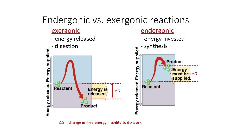 Endergonic vs. exergonic reactions exergonic endergonic - energy invested - synthesis - energy released