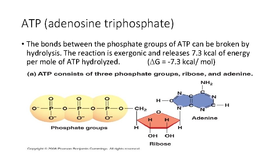 ATP (adenosine triphosphate) • The bonds between the phosphate groups of ATP can be
