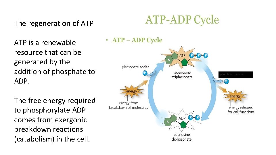 The regeneration of ATP is a renewable resource that can be generated by the