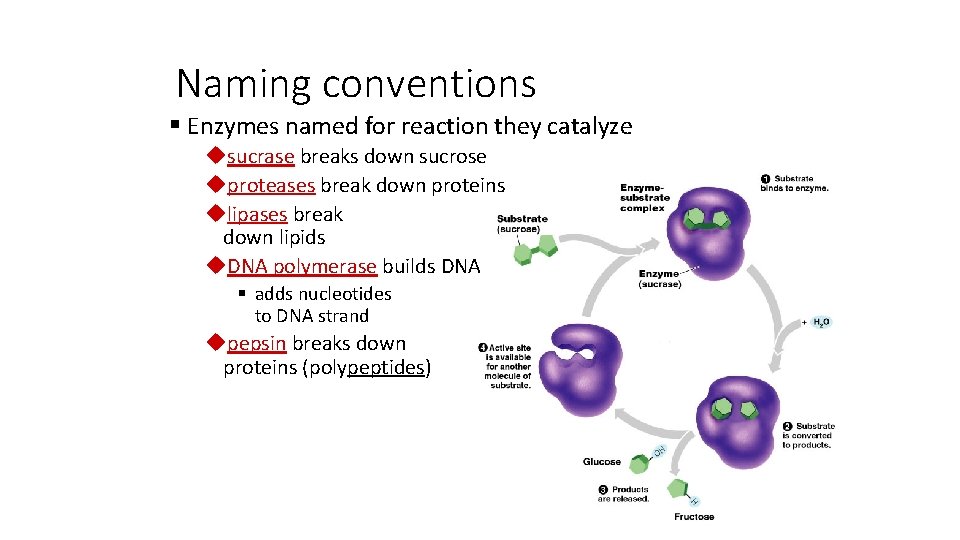 Naming conventions § Enzymes named for reaction they catalyze usucrase breaks down sucrose uproteases