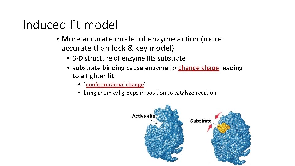 Induced fit model • More accurate model of enzyme action (more accurate than lock