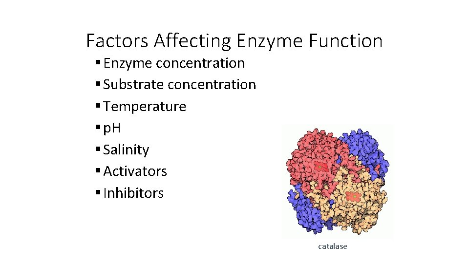 Factors Affecting Enzyme Function § Enzyme concentration § Substrate concentration § Temperature § p.