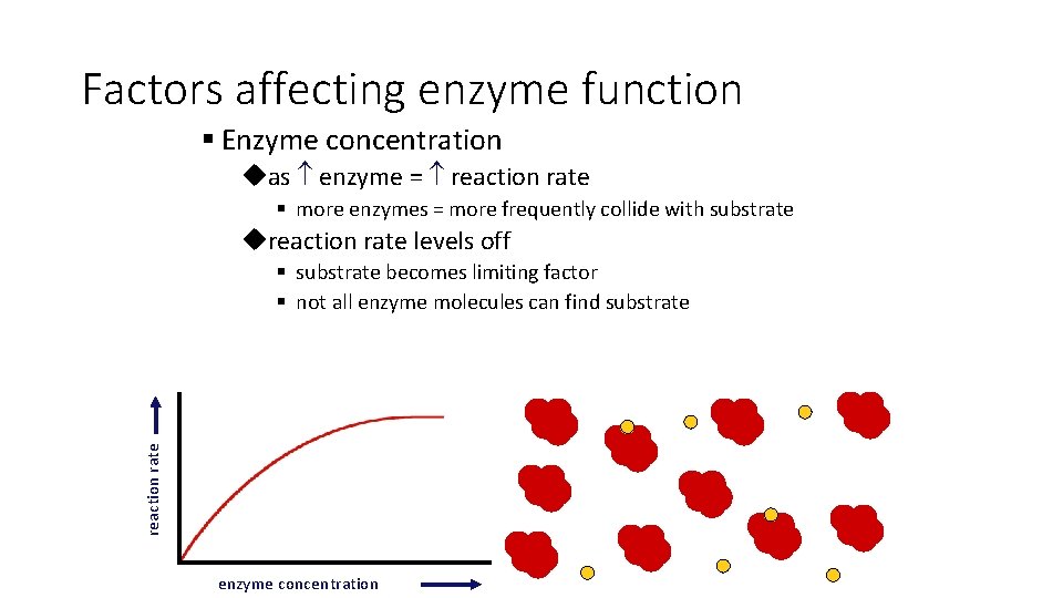 Factors affecting enzyme function § Enzyme concentration uas enzyme = reaction rate § more