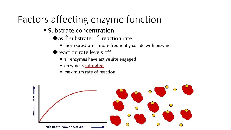 Factors affecting enzyme function § Substrate concentration uas substrate = reaction rate § more