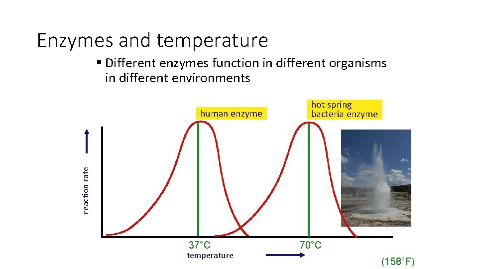 Enzymes and temperature § Different enzymes function in different organisms in different environments reaction