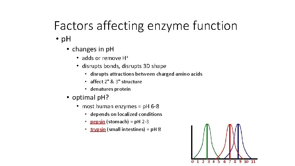 Factors affecting enzyme function • p. H • changes in p. H • adds