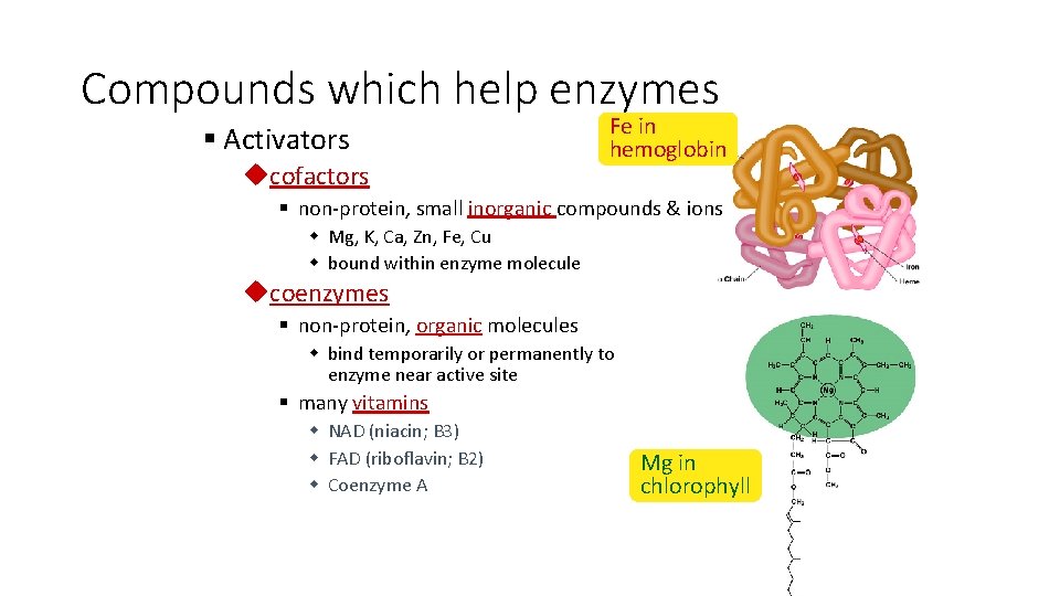 Compounds which help enzymes § Activators ucofactors Fe in hemoglobin § non-protein, small inorganic