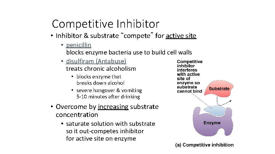 Competitive Inhibitor • Inhibitor & substrate “compete” for active site • penicillin blocks enzyme