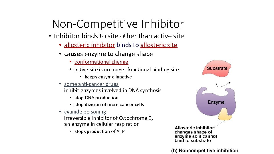 Non-Competitive Inhibitor • Inhibitor binds to site other than active site • allosteric inhibitor
