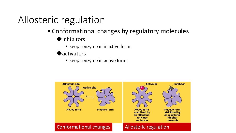 Allosteric regulation § Conformational changes by regulatory molecules uinhibitors § keeps enzyme in inactive