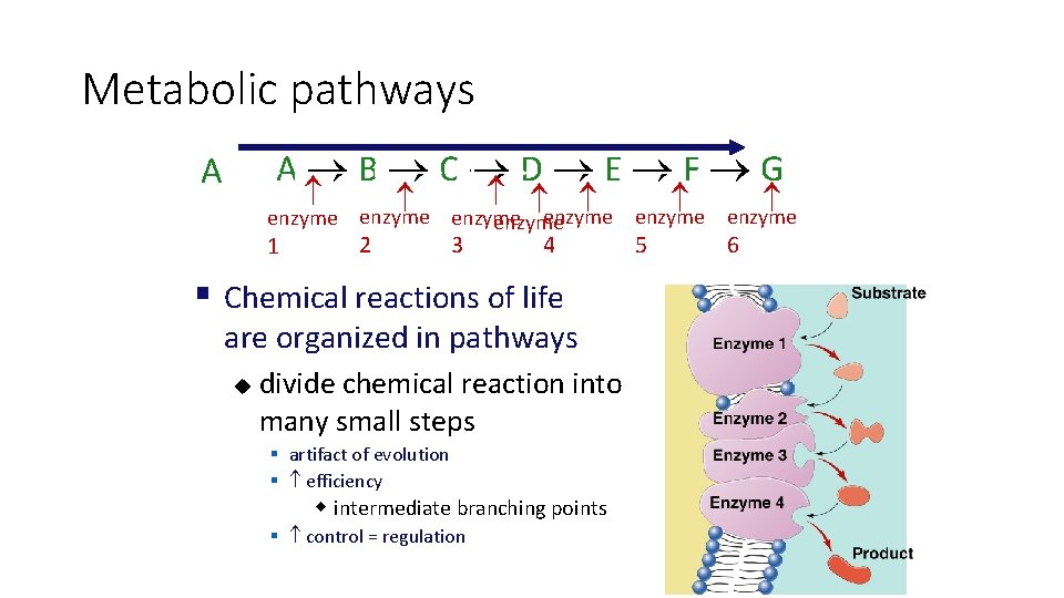 Metabolic pathways A AB BC CD DE EF F G enzyme enzyme 1 2