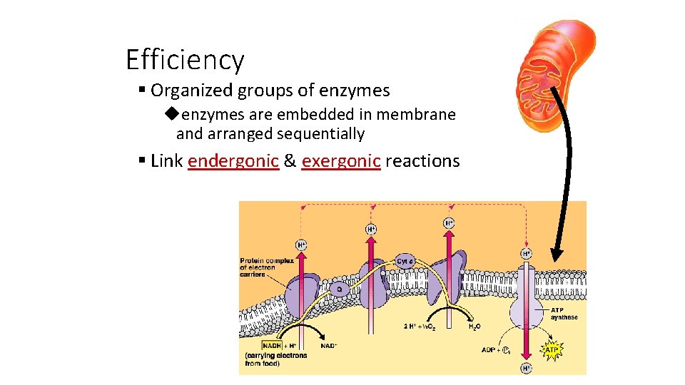 Efficiency § Organized groups of enzymes uenzymes are embedded in membrane and arranged sequentially