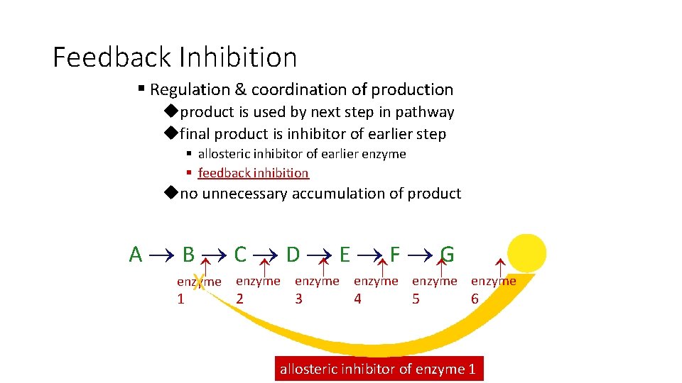 Feedback Inhibition § Regulation & coordination of production uproduct is used by next step
