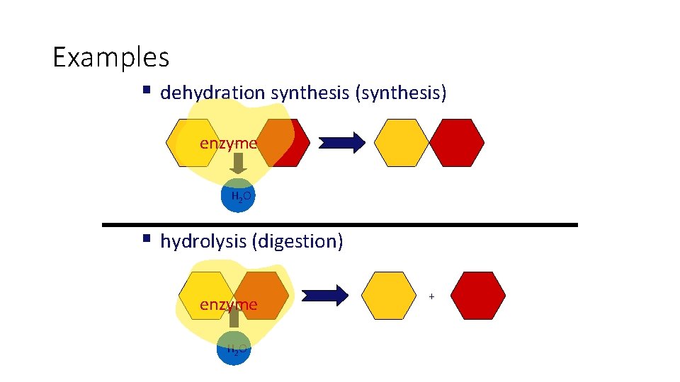 Examples § dehydration synthesis (synthesis) + enzyme H 2 O § hydrolysis (digestion) enzyme