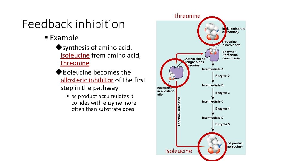 Feedback inhibition threonine § Example usynthesis of amino acid, isoleucine from amino acid, threonine