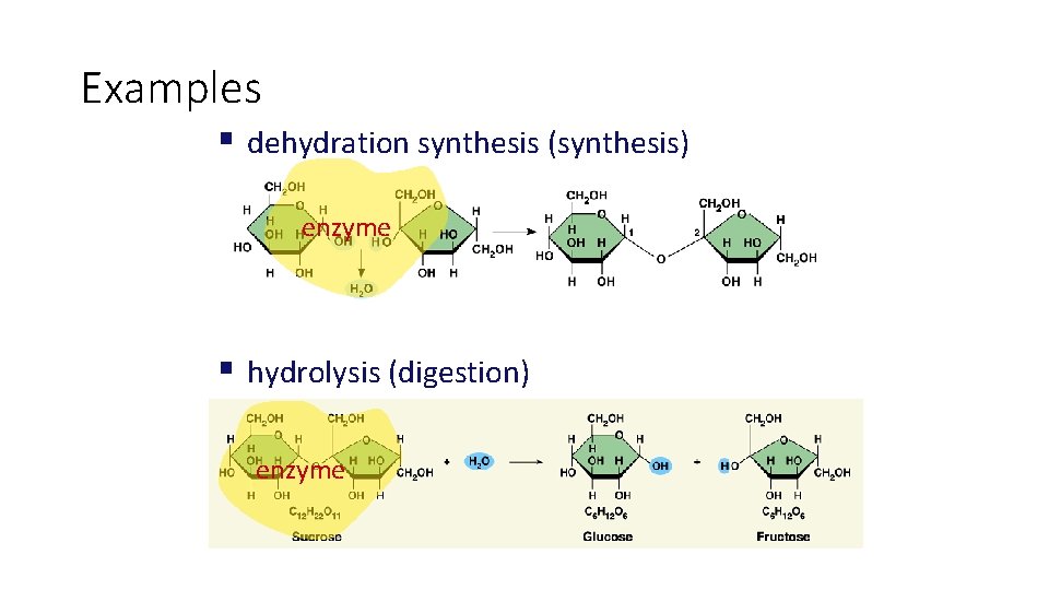 Examples § dehydration synthesis (synthesis) enzyme § hydrolysis (digestion) enzyme 