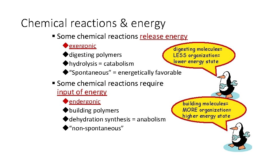 Chemical reactions & energy § Some chemical reactions release energy uexergonic digesting molecules= udigesting