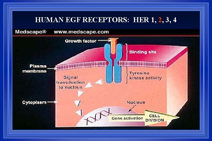 HUMAN EGF RECEPTORS: HER 1, 2, 3, 4 