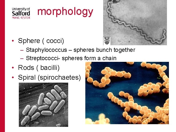 morphology • Sphere ( cocci) – Staphylococcus – spheres bunch together – Streptococci- spheres