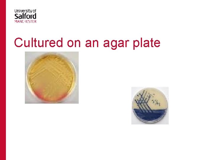 Cultured on an agar plate 