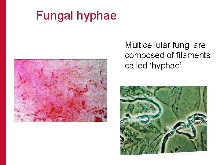  Fungal hyphae Multicellular fungi are composed of filaments called ‘hyphae’ 