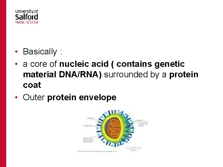  • Basically : • a core of nucleic acid ( contains genetic material