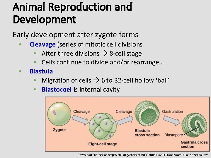 Animal Reproduction and Development Early development after zygote forms • • Cleavage (series of